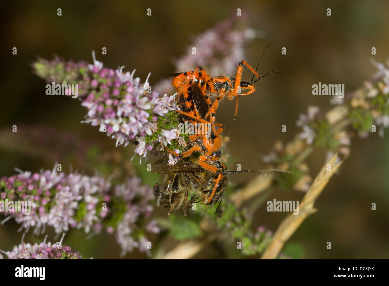 Assassin bugs mating. Corfu. Greece Stock Photo - Alamy