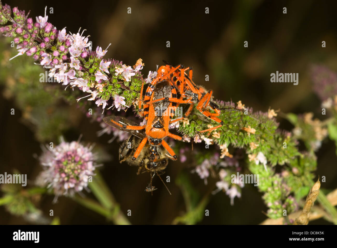 Assassin bugs mating. Corfu. Greece Stock Photo - Alamy
