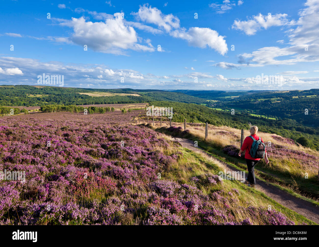 Hiker on Hathersage Moor with purple heather in August Peak District National Park Derbyshire England UK GB EU Europe Stock Photo