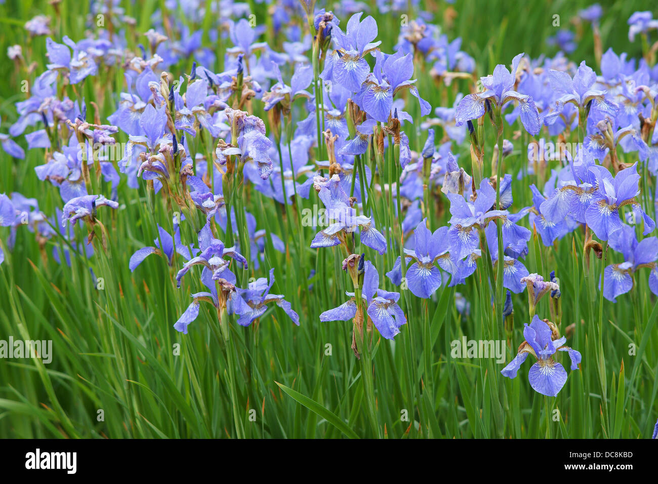 Blue Iris sibirica flowers in full bloom Stock Photo