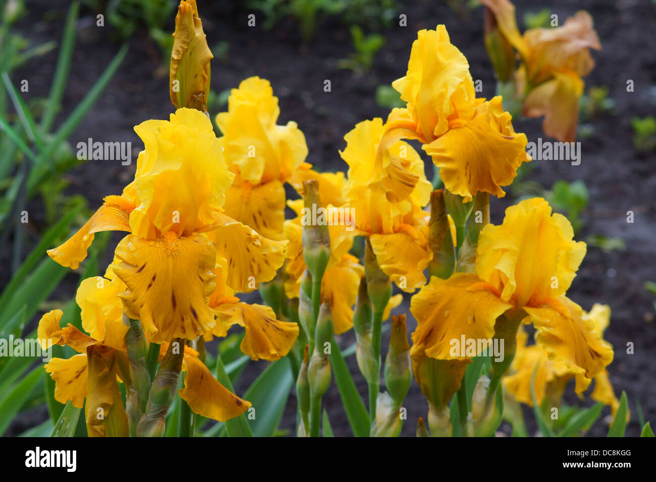 Orange iris hires stock photography and images Alamy