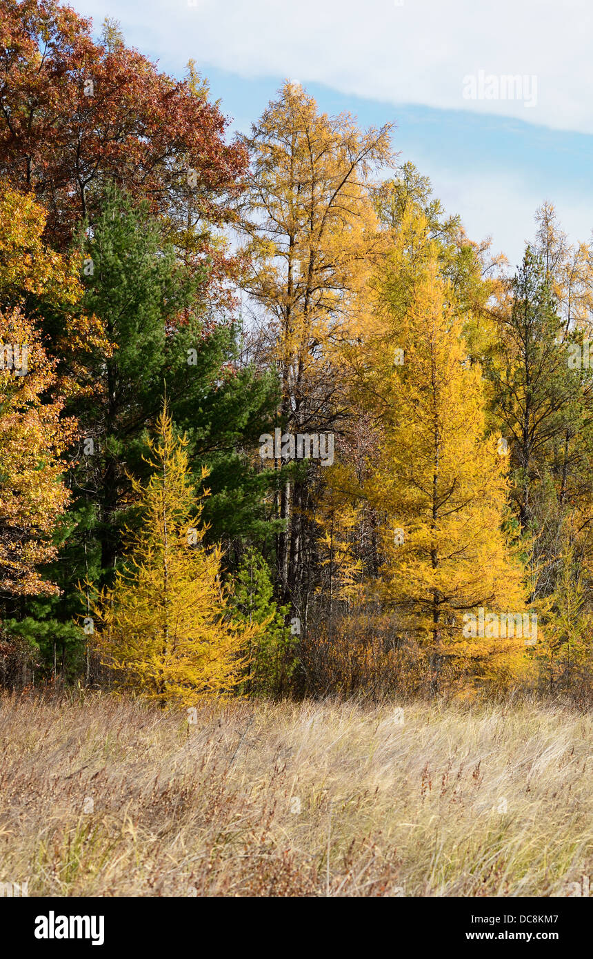 Tamarack trees ( larix laricina ) in the autumn, USA Stock Photo