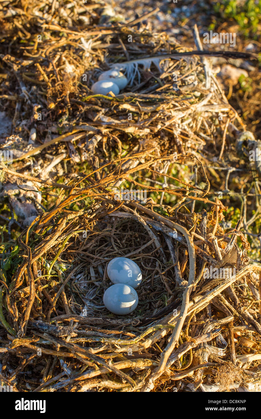 Birds nests filled with eggs Stock Photo Alamy