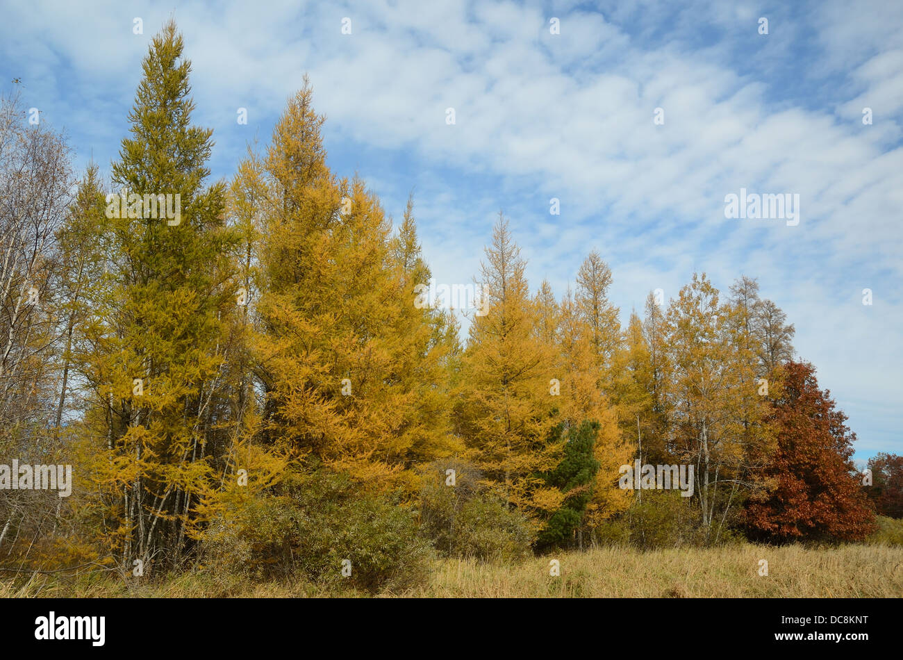Tamaracks (Larix laricina) trees in the Fall, USA Stock Photo