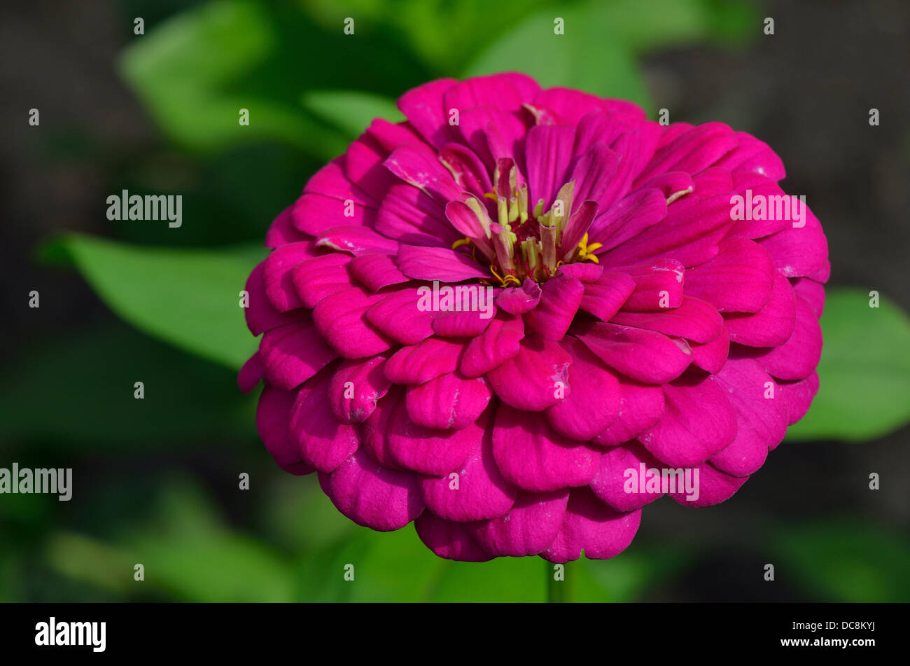 Purple zinnia flower close up Stock Photo