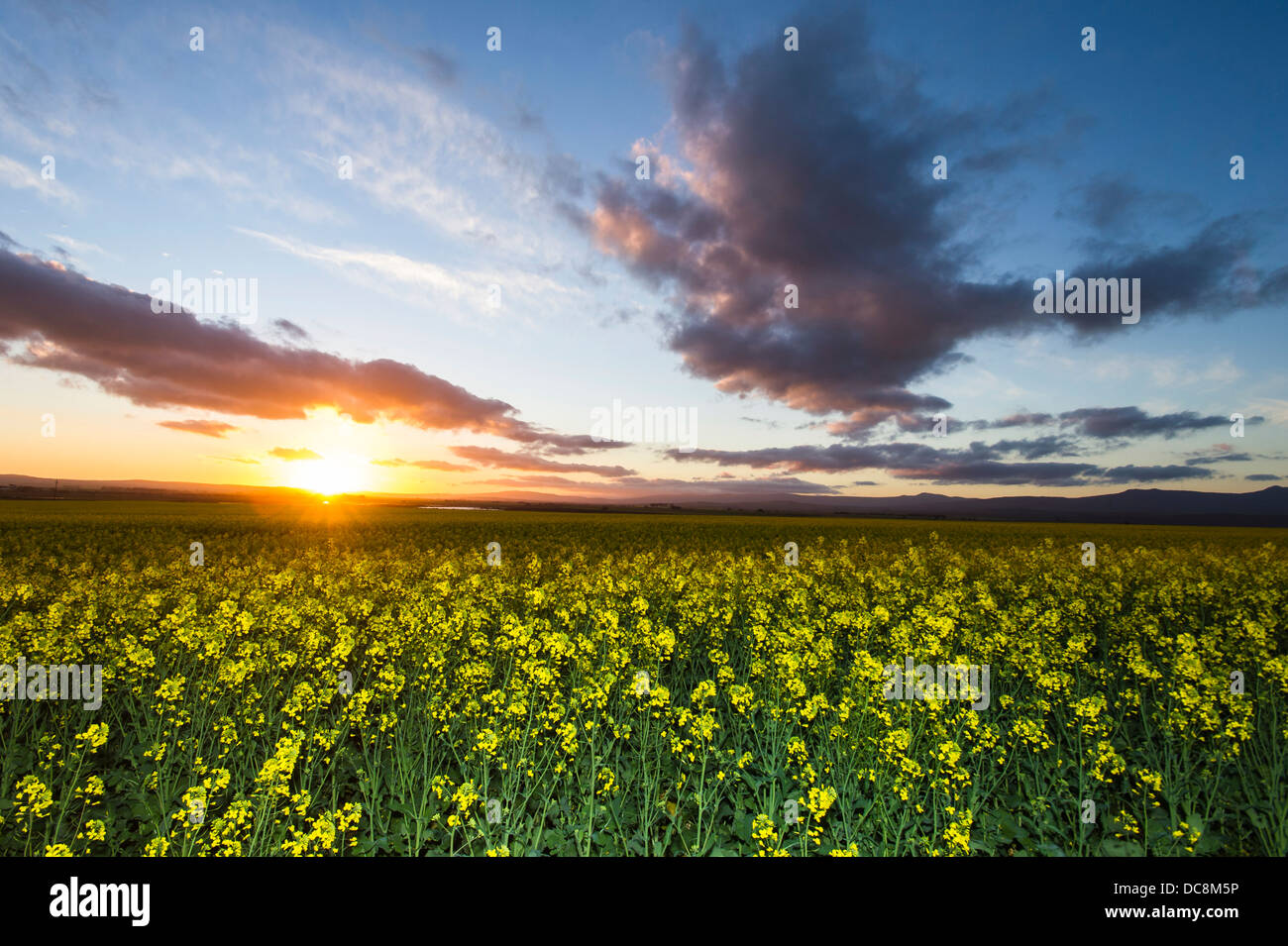 Canola plant field at sunset Stock Photo