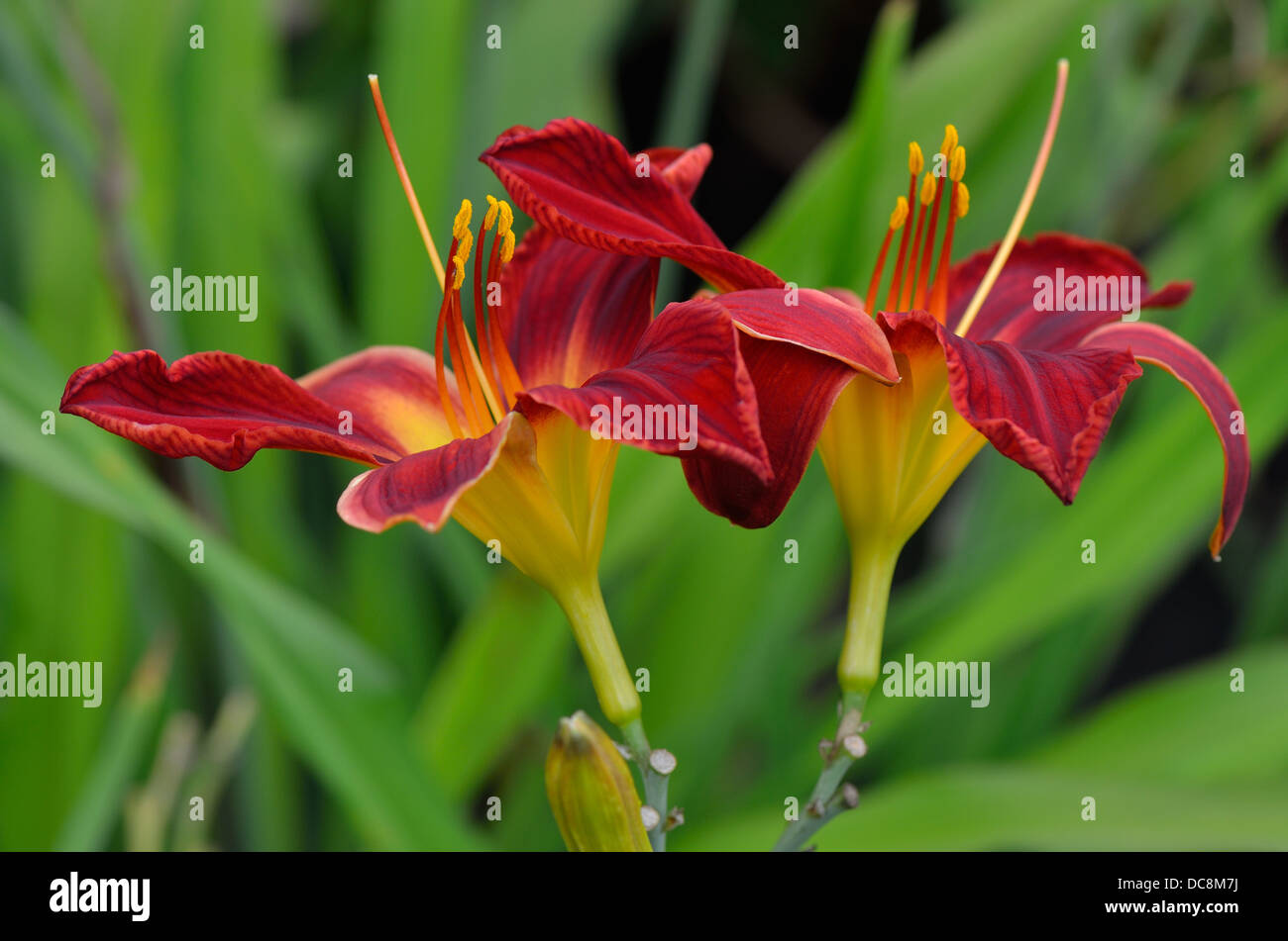 Two red lily flowers Hemerocallis Stock Photo