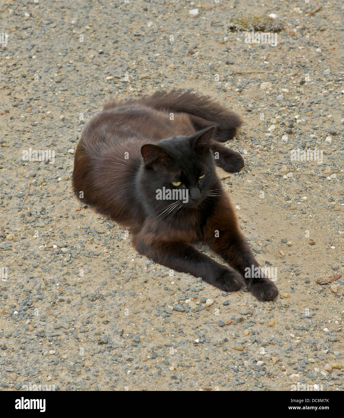 A common street cat, Felis sylvestris catus, in Dordogne, France. Stock Photo