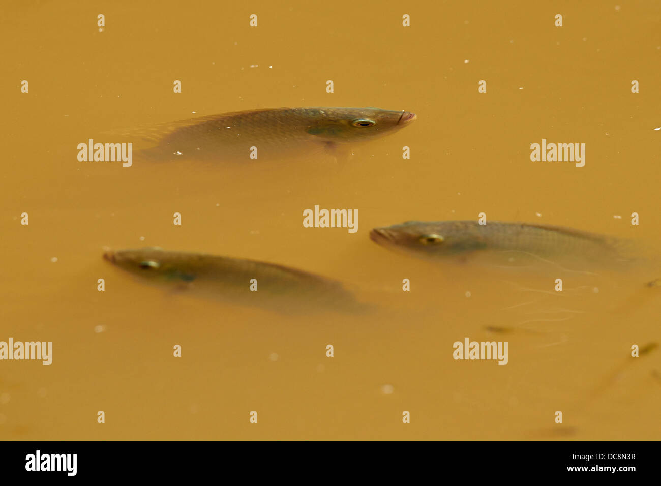 Tilapia fishes in muddy water Stock Photo