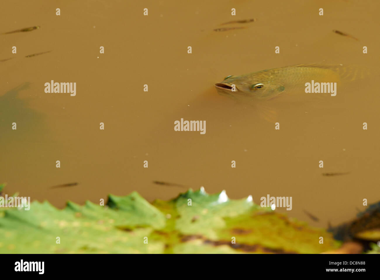 Tilapia fish in muddy water Stock Photo