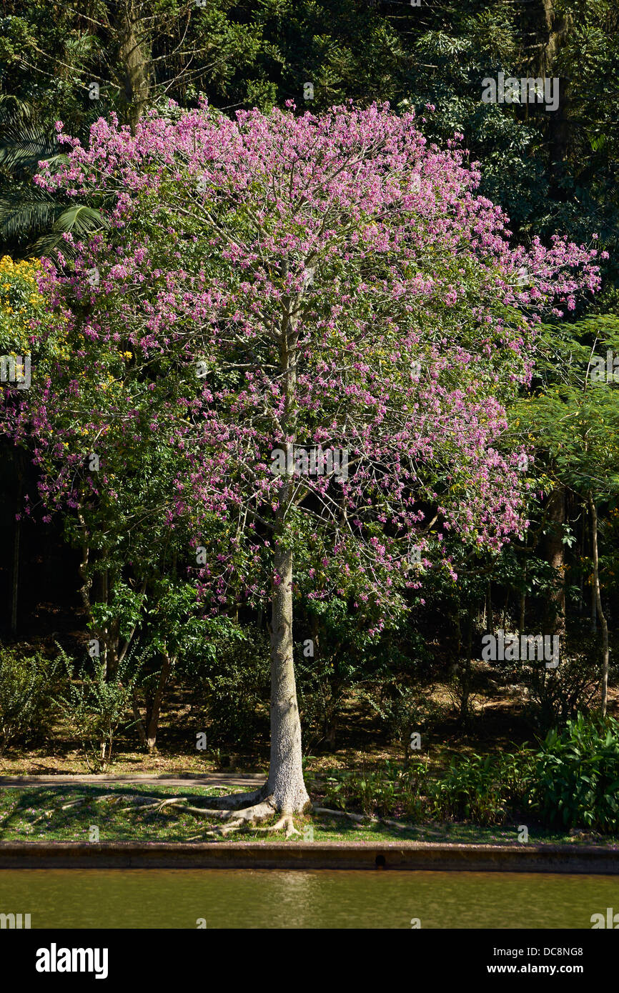 Flowering silk floss tree Stock Photo Alamy
