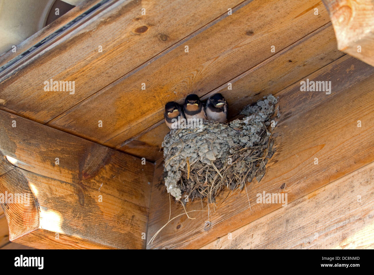 Baby european swallows in nest corfu greece hires stock photography