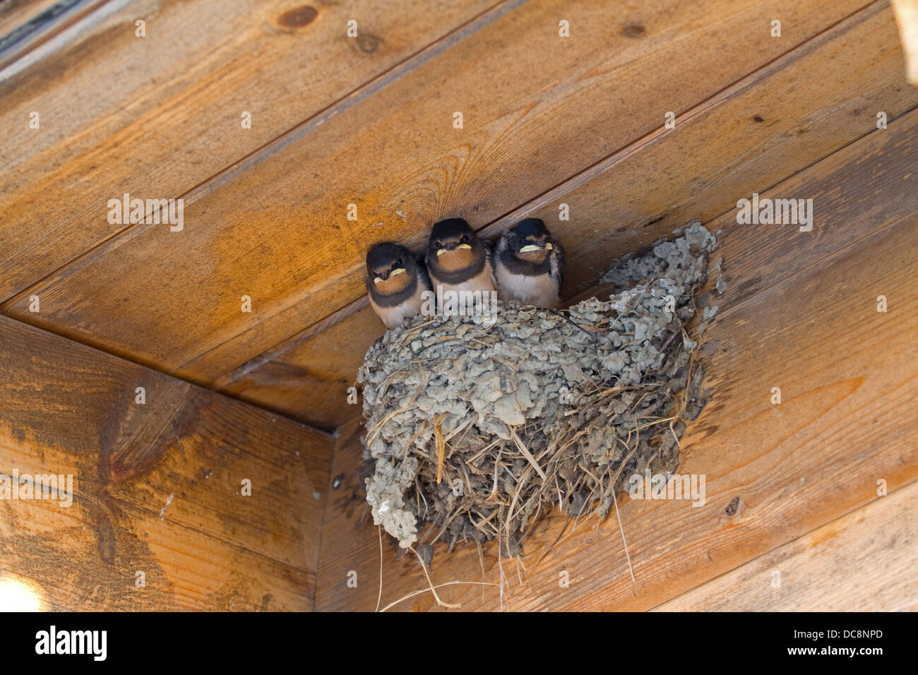 Baby European Swallow s in nest under eaves of building. Corfu. greece
