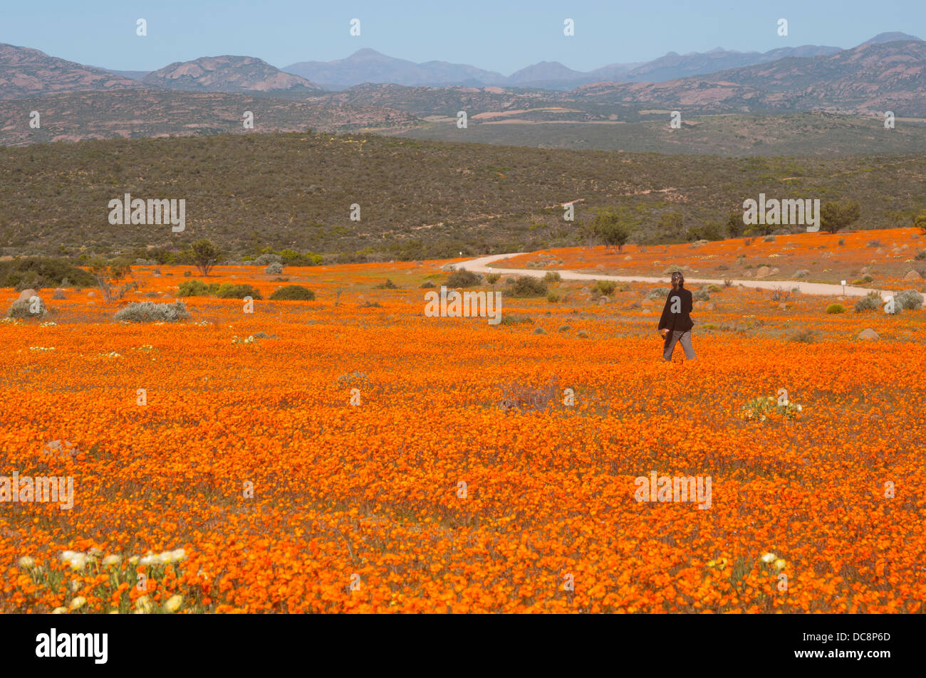 Beautiful valley filled with orange flowers Stock Photo