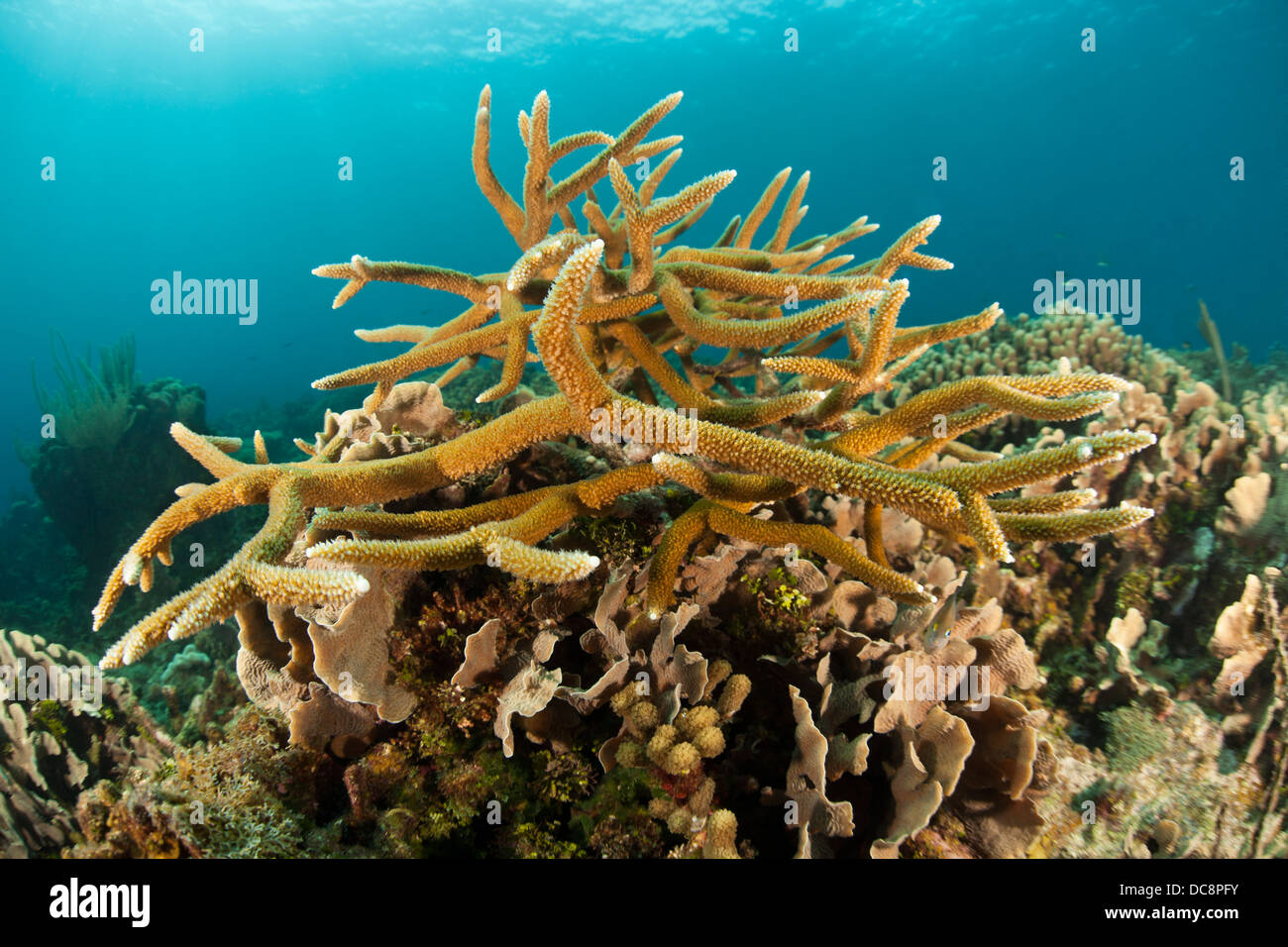 Staghorn Coral (Acropora cervicornis) on a tropical reef off the island of Roatan, Honduras. Stock Photo