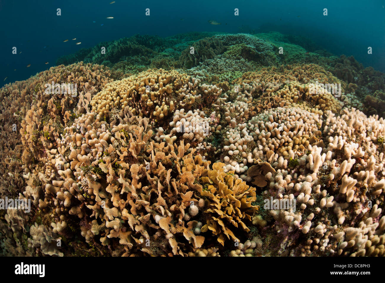 Tropical coral reef off the island of Roatan, Honduras Stock Photo - Alamy