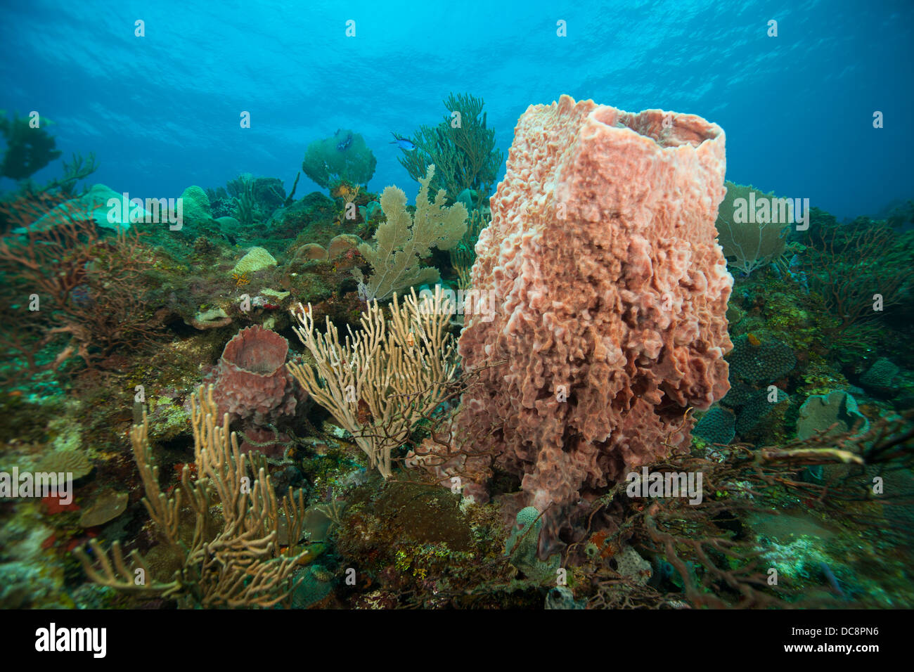 Giant Barrel Sponge (Xestospongia muta) on a tropical coral reef off the island of Roatan, Honduras. Stock Photo
