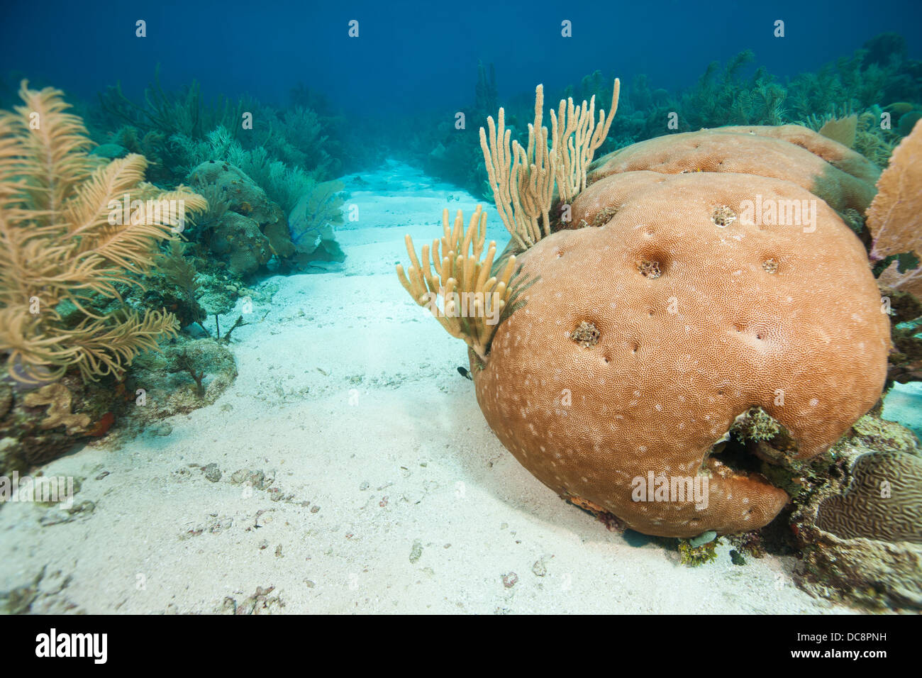 Massive Starlet Coral (Siderastrea siderea) in front of a sand corridor on a tropical coral reef Stock Photo