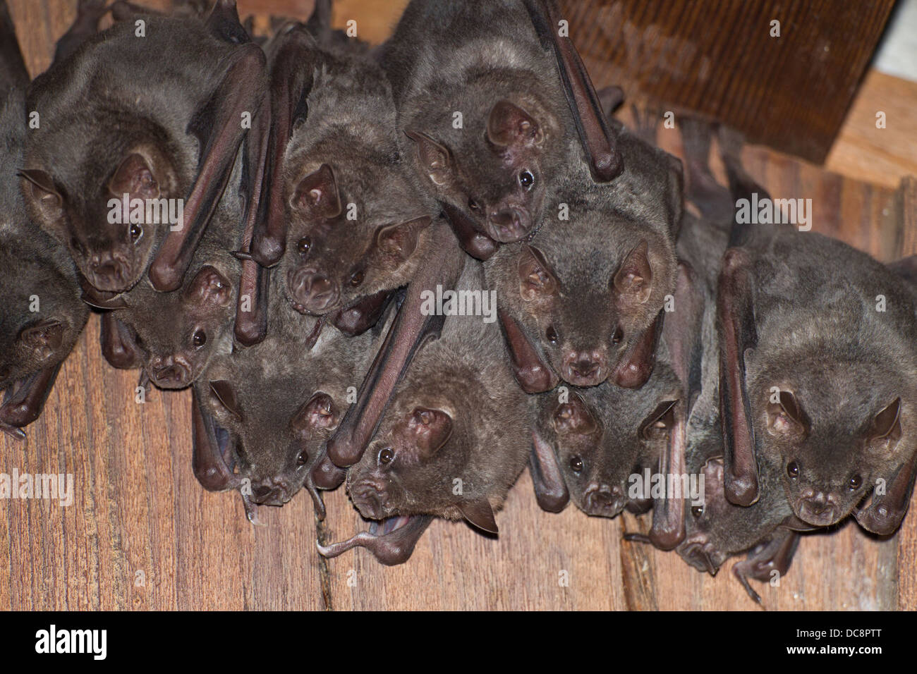 Bats roosting together near the Coco View Resort on the island of Roatan, Honduras. Stock Photo