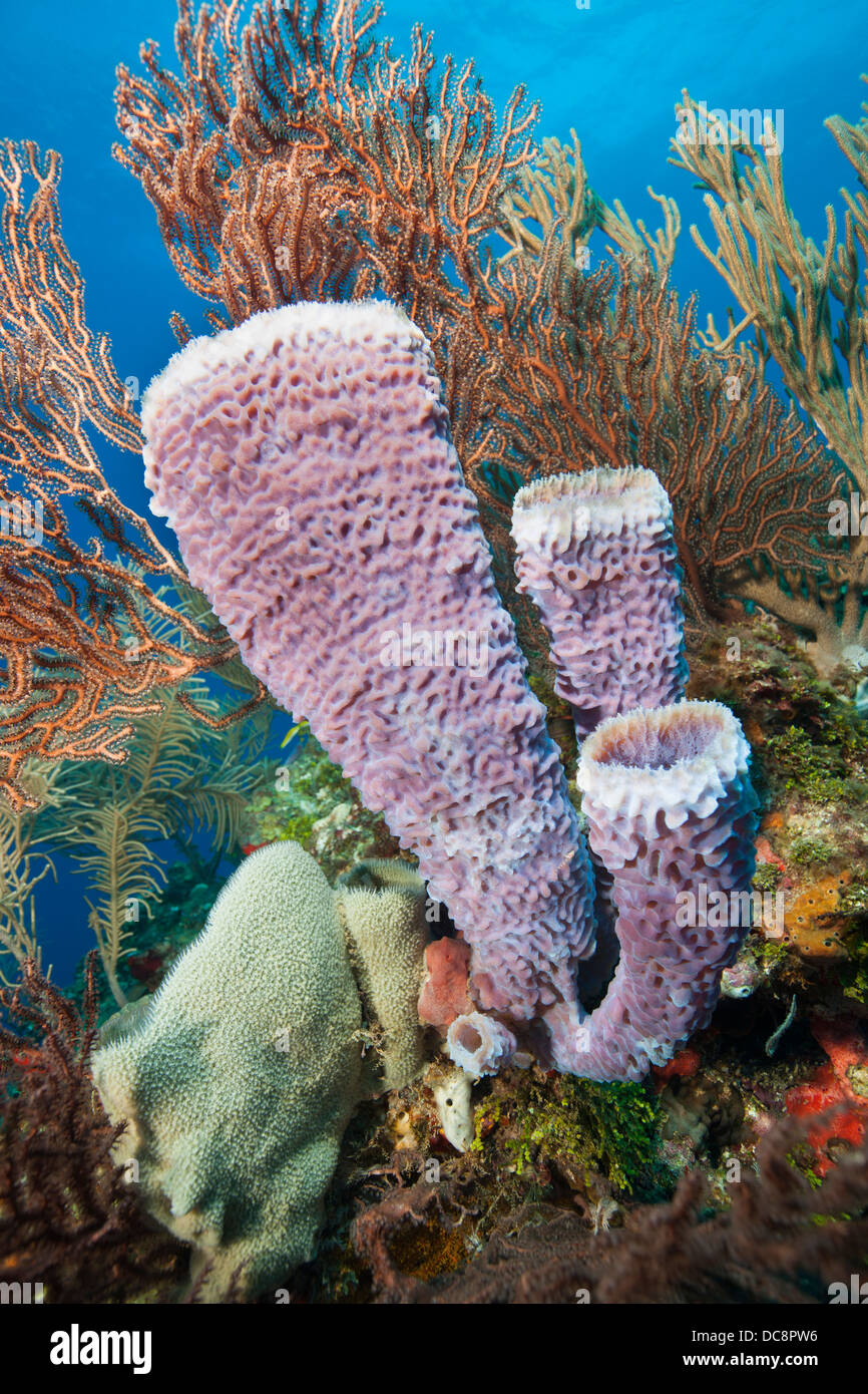 Azure Vase Sponge (Callyspongia plicifera) on a tropical coral reef off the island of Roatan, Honduras. Stock Photo