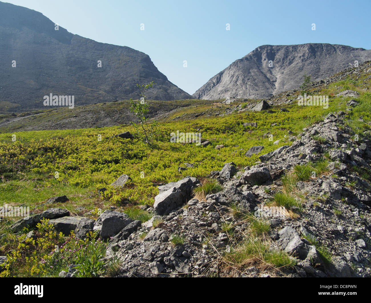 Mountain plant on rock hi-res stock photography and images - Alamy