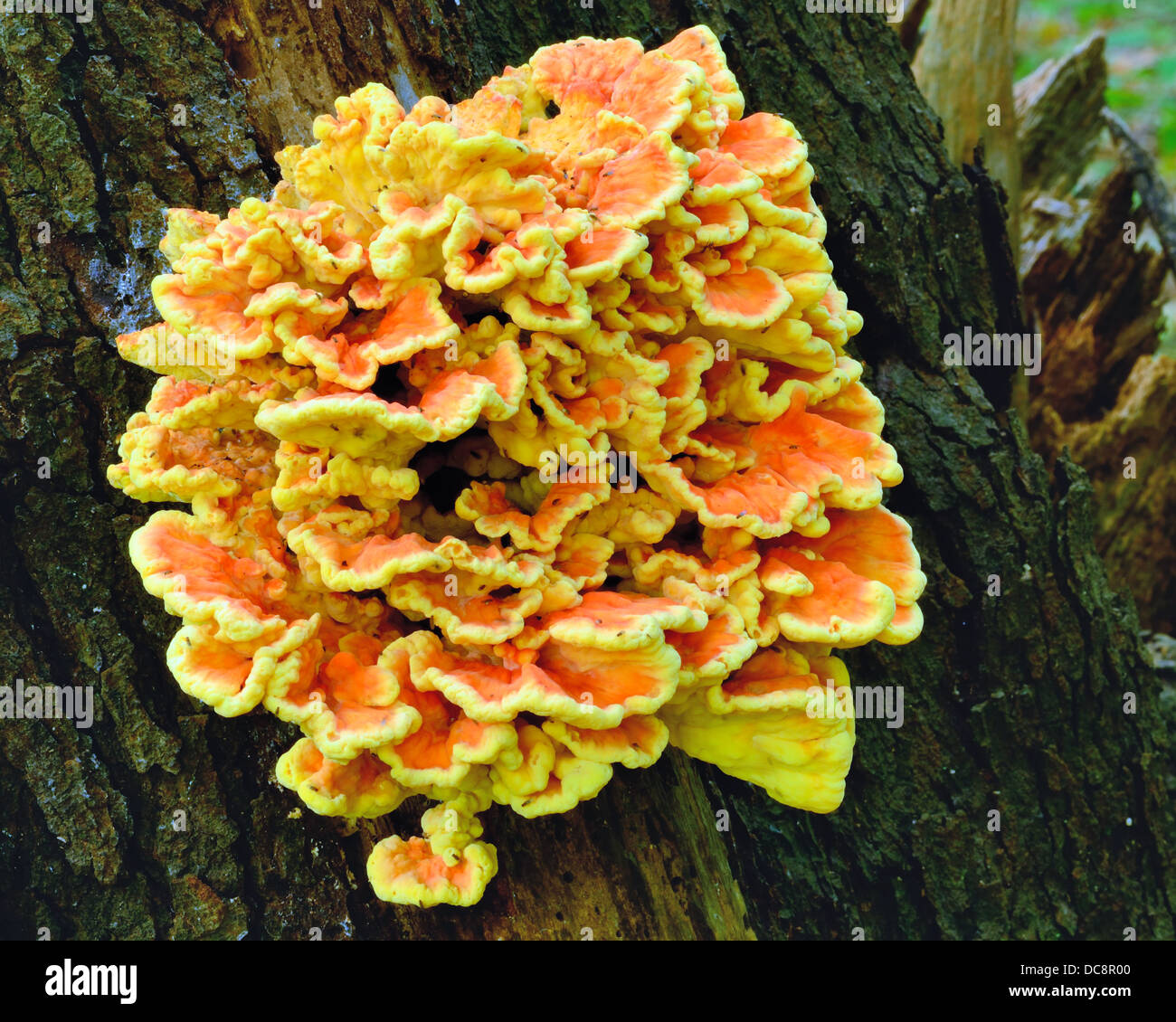 orange fungus on tree limb