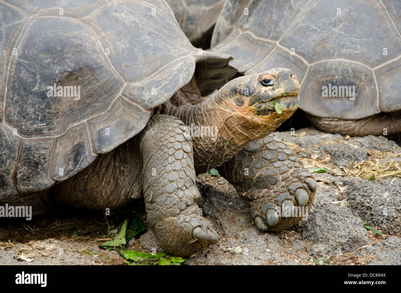 Ecuador, Galapagos, Santa Cruz. Charles Darwin Research Center. Giant ...