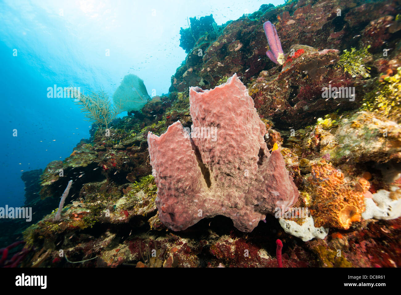Vase Sponges On A Tropical Coral Reef Off The Island Of Roatan