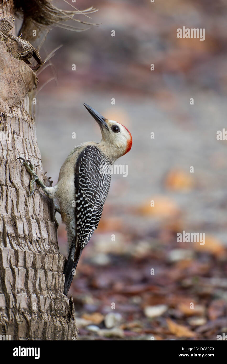 Golden-fronted Woodpecker (Melanerpes aurifrons canescens), East Mexico subspecies, male Stock Photo