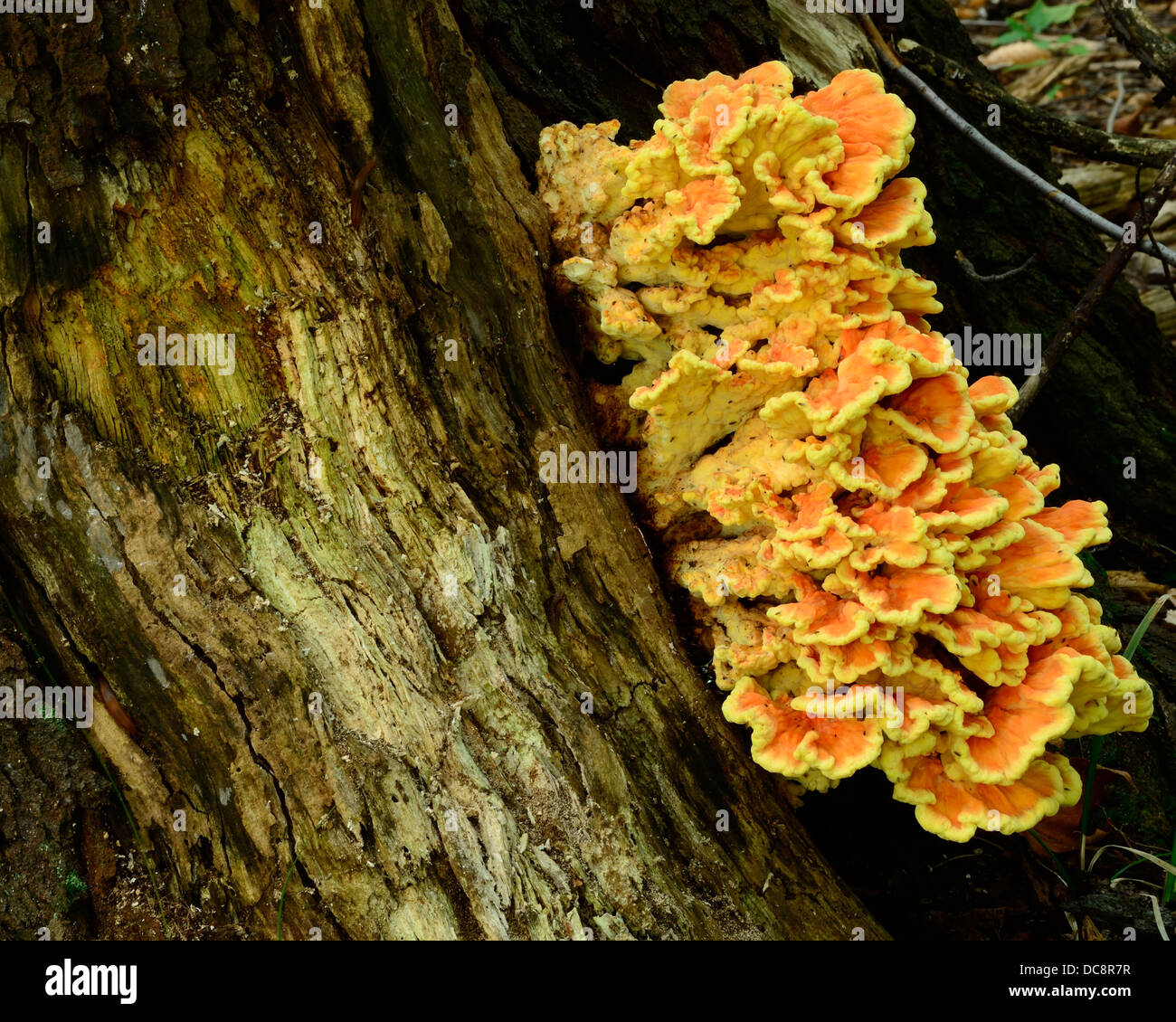 Orange Fungus growing on a decaying tree in the woods Stock Photo Alamy