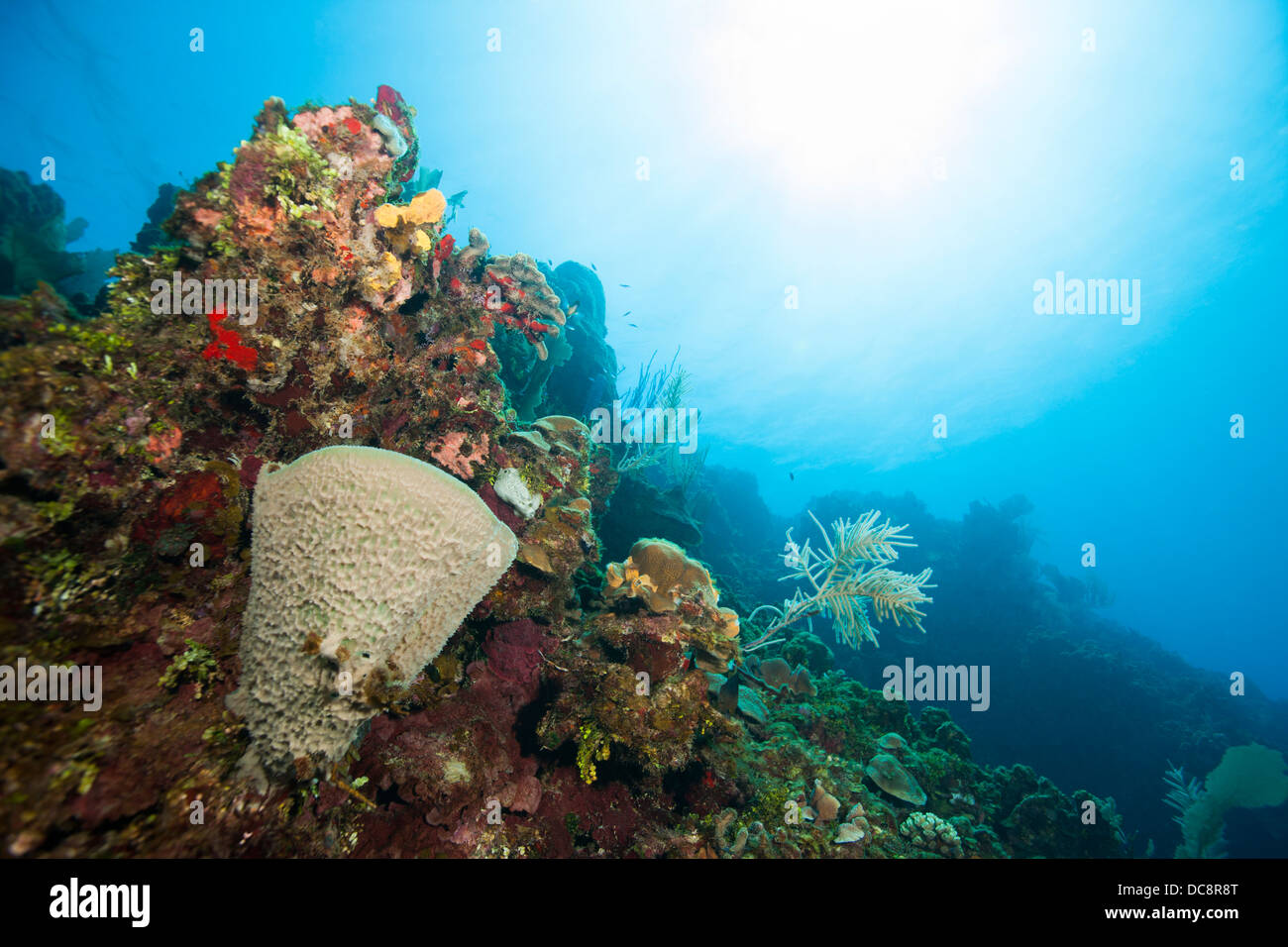 Pink Vase Sponge (Niphates digitalis) on a tropical coral reef off the Island of Roatan, Honduras. Stock Photo