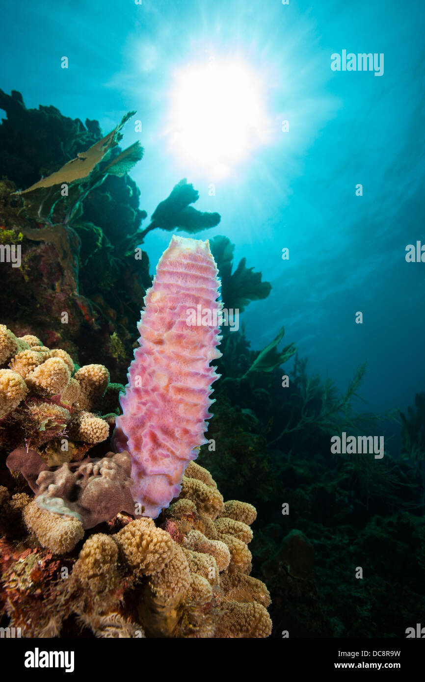Azure Vase Sponge (Callyspongia plicifera) on a tropical coral off the island of Roatan, Honduras. Stock Photo