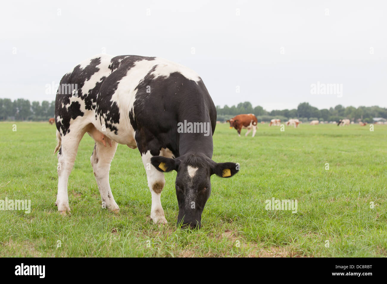 a black and white spotted grazing cow in a Dutch meadow Stock Photo