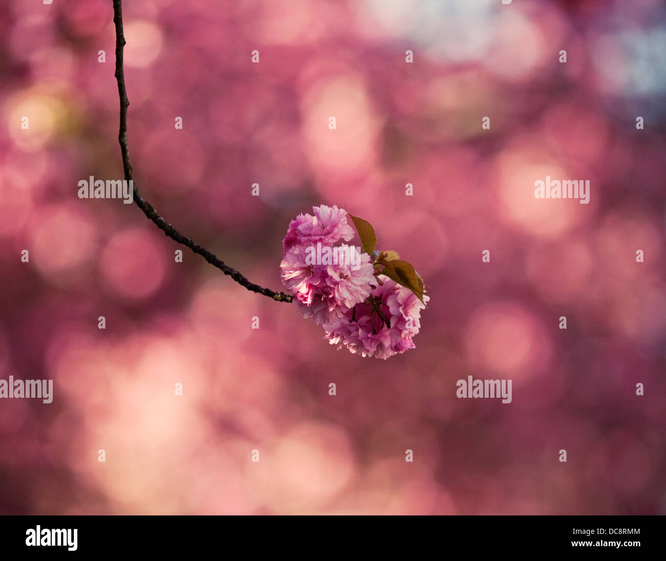 Bright flowers bloom in spring Stock Photo Alamy