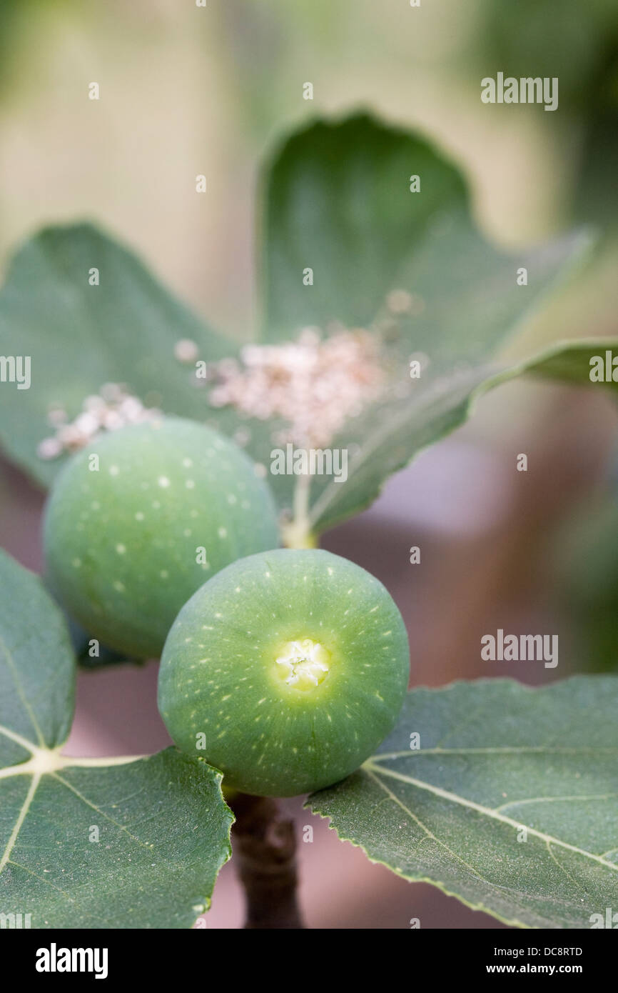 【推定Persistent Capri Fig】TFH C0078 挿木苗 推定Persistent Capri Fig】TFH C0078 挿木苗 - メルカリ