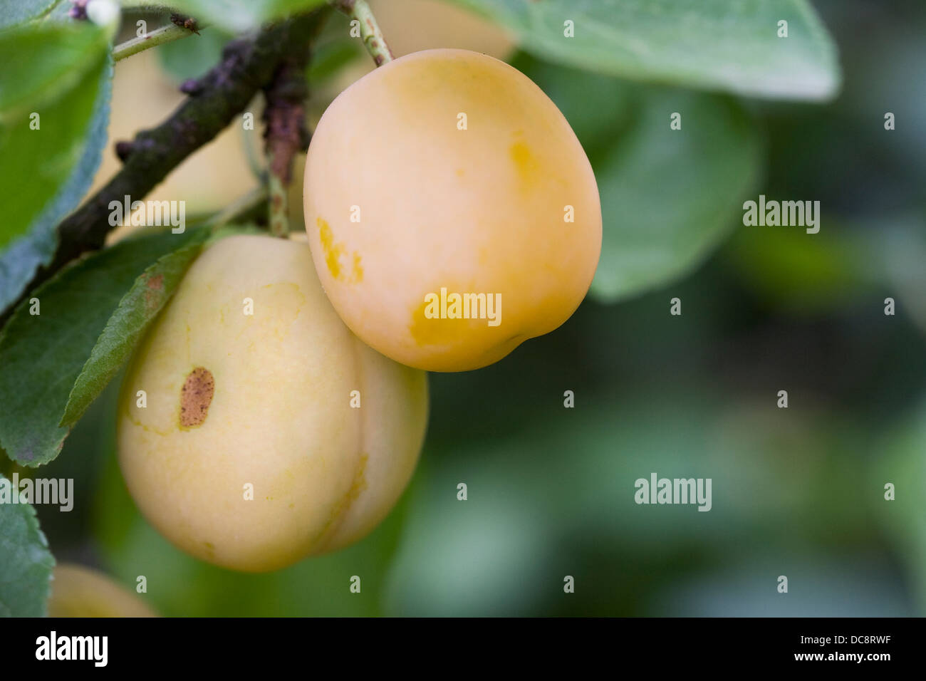 Prunus insititia 'Mirabelle de Nancy' . Plum 'Mirabelle de Nancy' fruit. Stock Photo