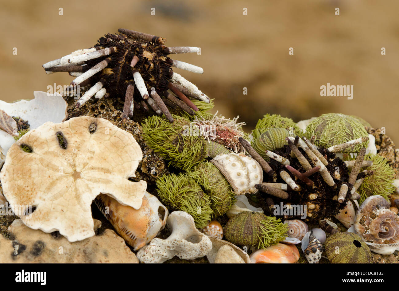 Ecuador, Galapagos, Floreana, Punta Cormoran. Group of sea shells, urchins and sand dollar. Stock Photo