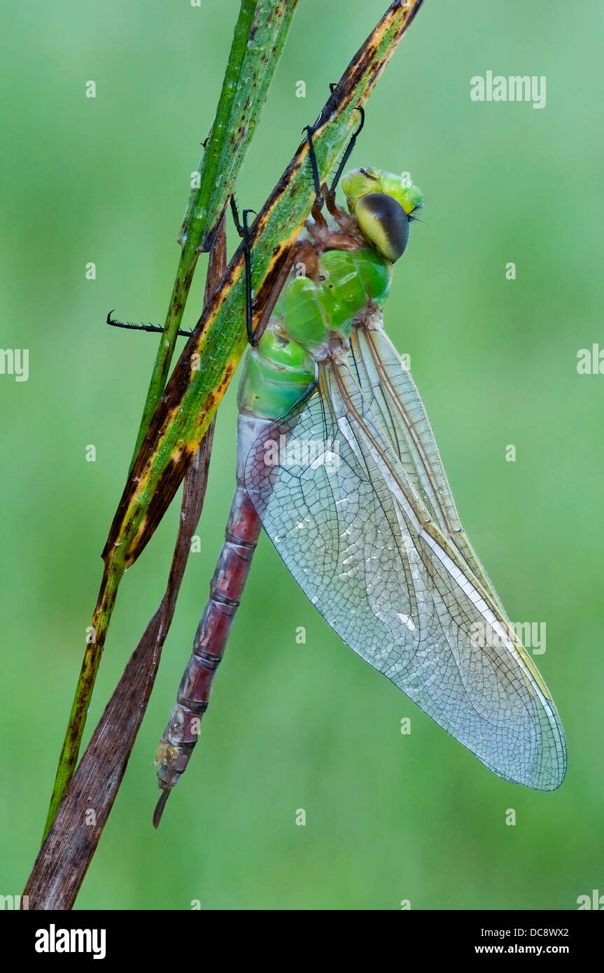 Common Green Darner Dragonfly Anax junius E. N America, by Skip Moody/Dembinsky Photo Assoc Stock Photo