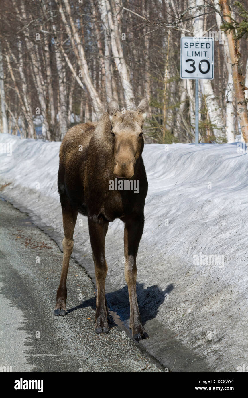 A cow moose walks down a road with a Speed Limit 30 sign behind her, Anchorage, Southcentral Alaska, Spring Stock Photo