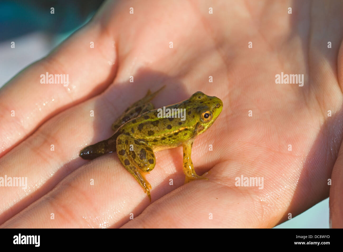 Frog baby hi-res stock photography and images - Alamy