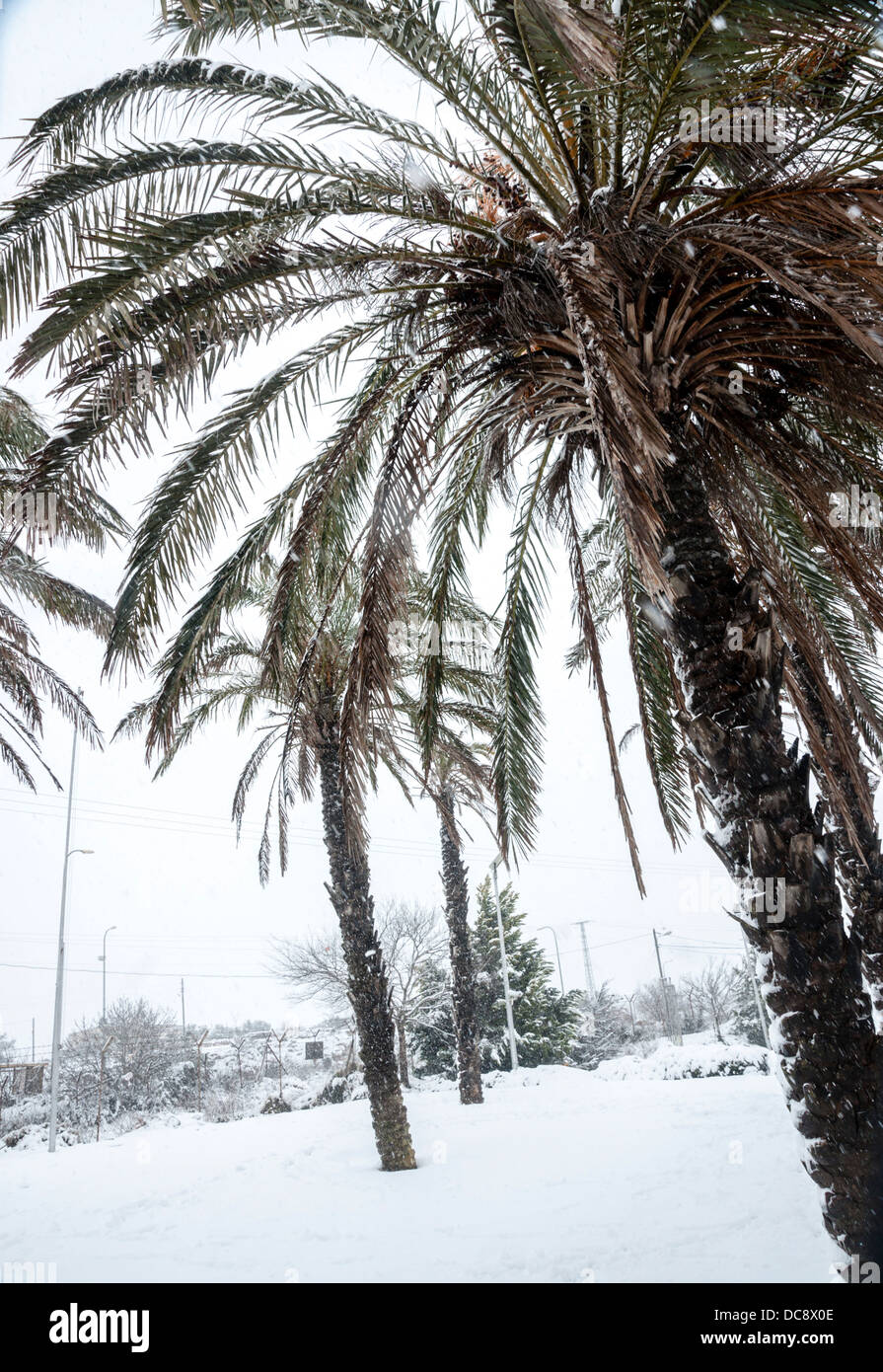 Palm Trees In The Snow High Resolution Stock Photography And Images Alamy