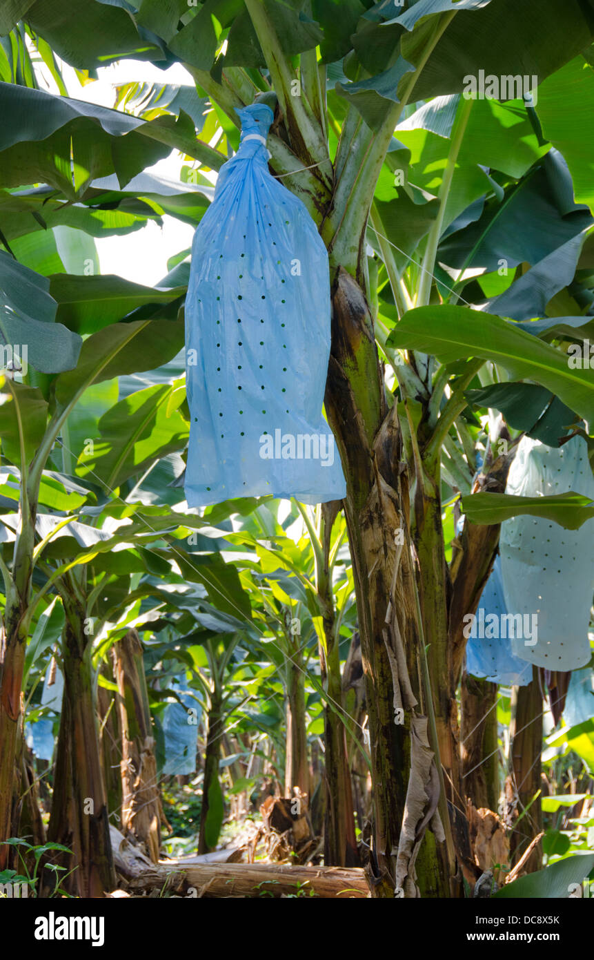 Guatemala, Izabal, Quirigua. Banana plantation with hanging bananas