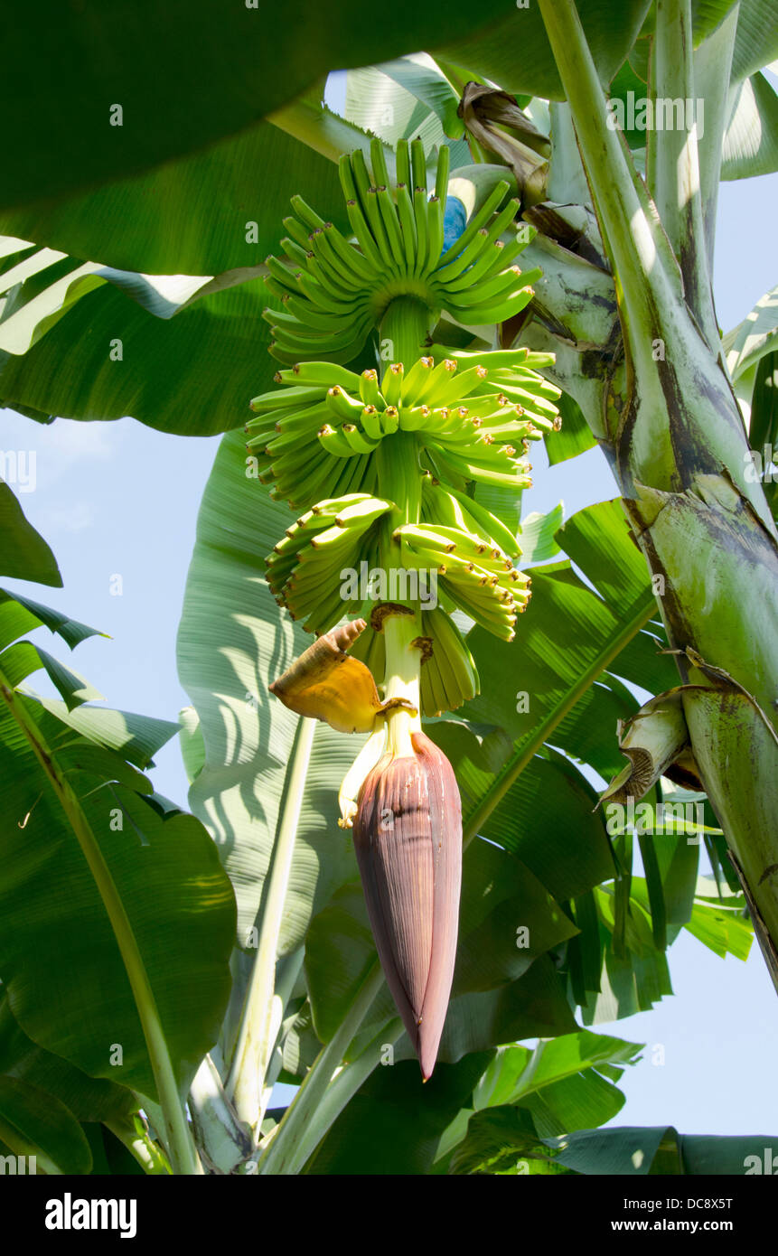 Guatemala, Izabal, Quirigua. Banana plantation, bunch of hanging green