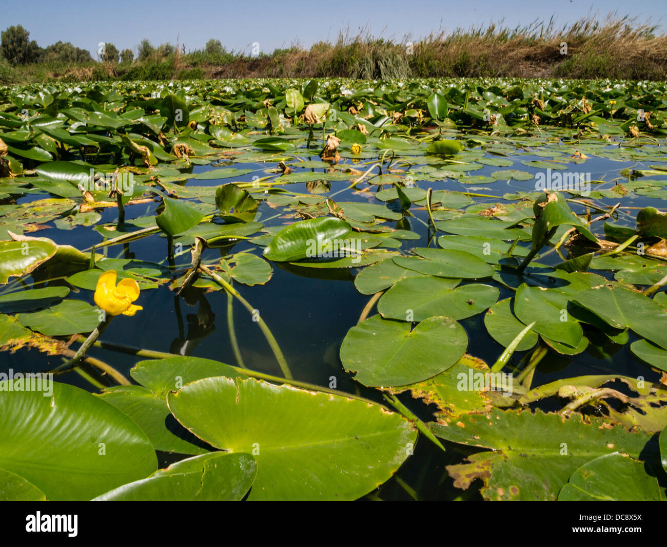 Israel. The 'Nupharim Pool', Nuphar luteum water flowers on the Yarkon Stream near Tel-Aviv, on the Israel national trail. Stock Photo