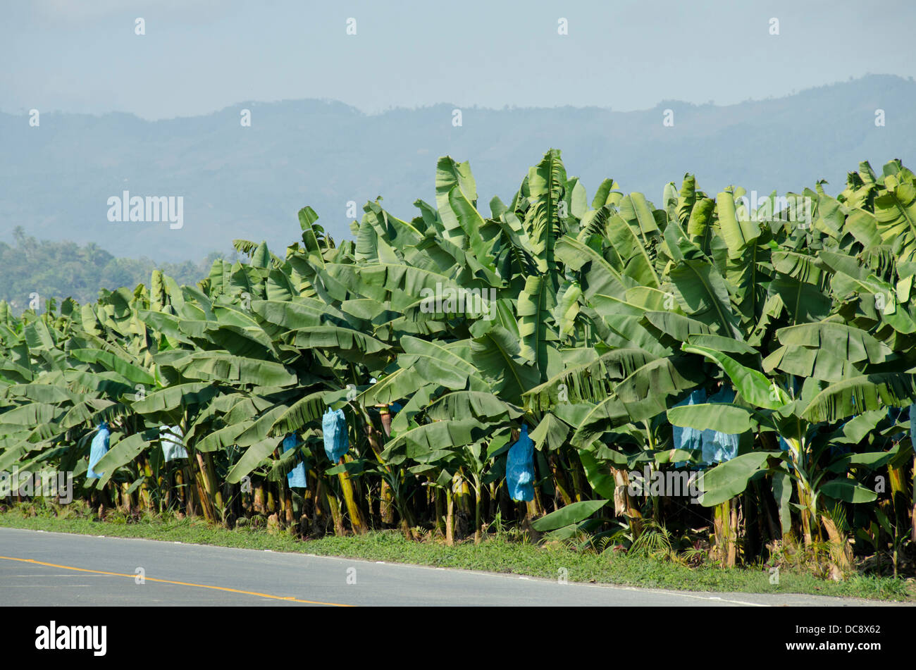 Guatemala, Izabal, Quirigua. Banana plantation. Valley view between