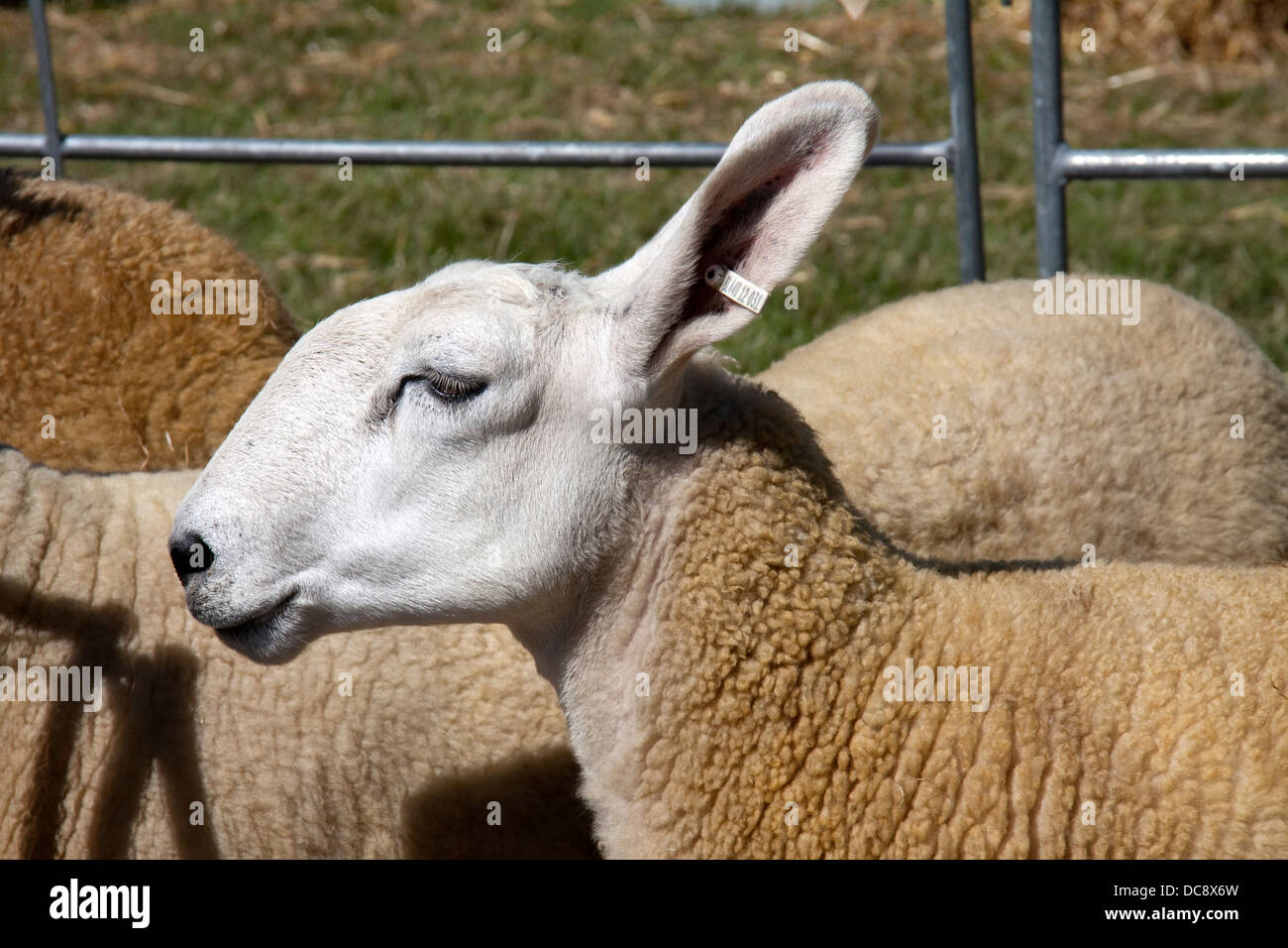 Border Leicester Sheep at Oswestry Agricultural Show in Shropshire