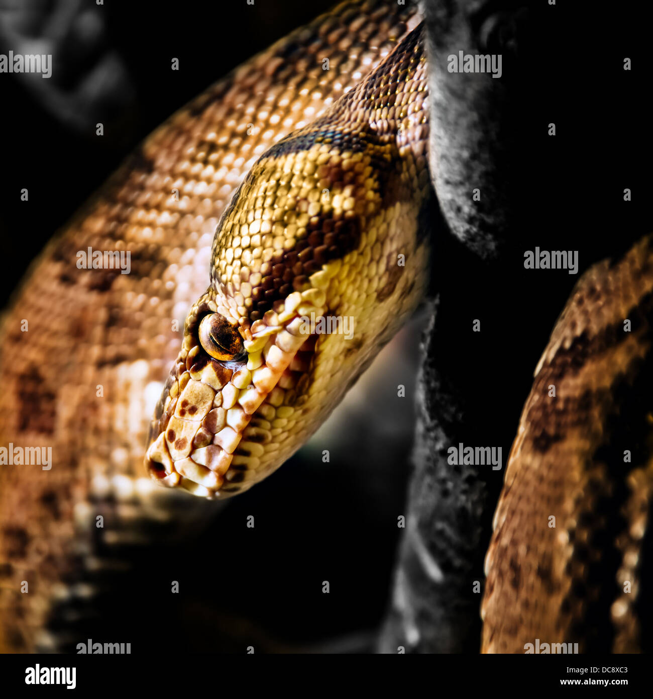 Yellow boa constrictor hires stock photography and images Alamy