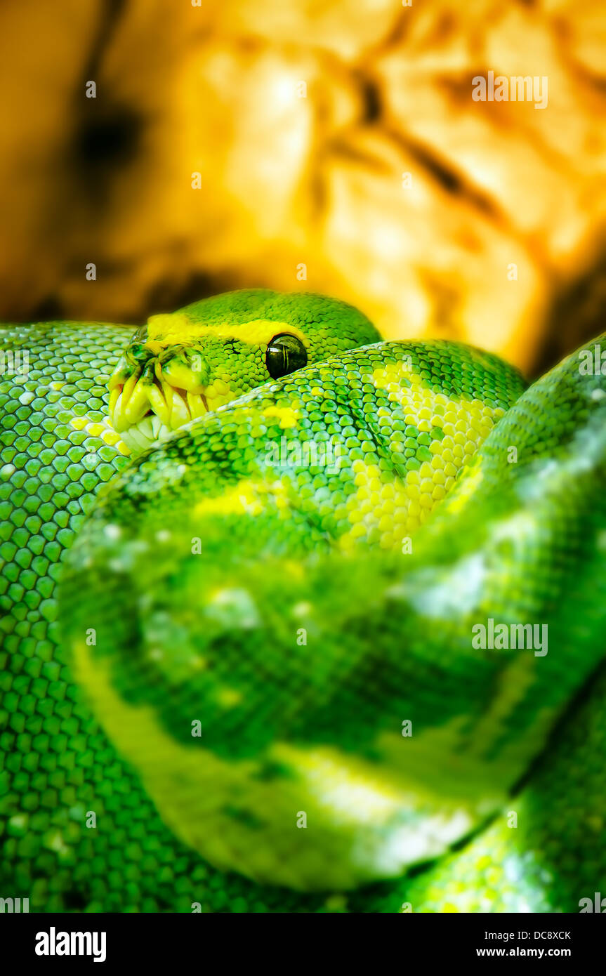 Snake in the wild - Green tree boa Stock Photo