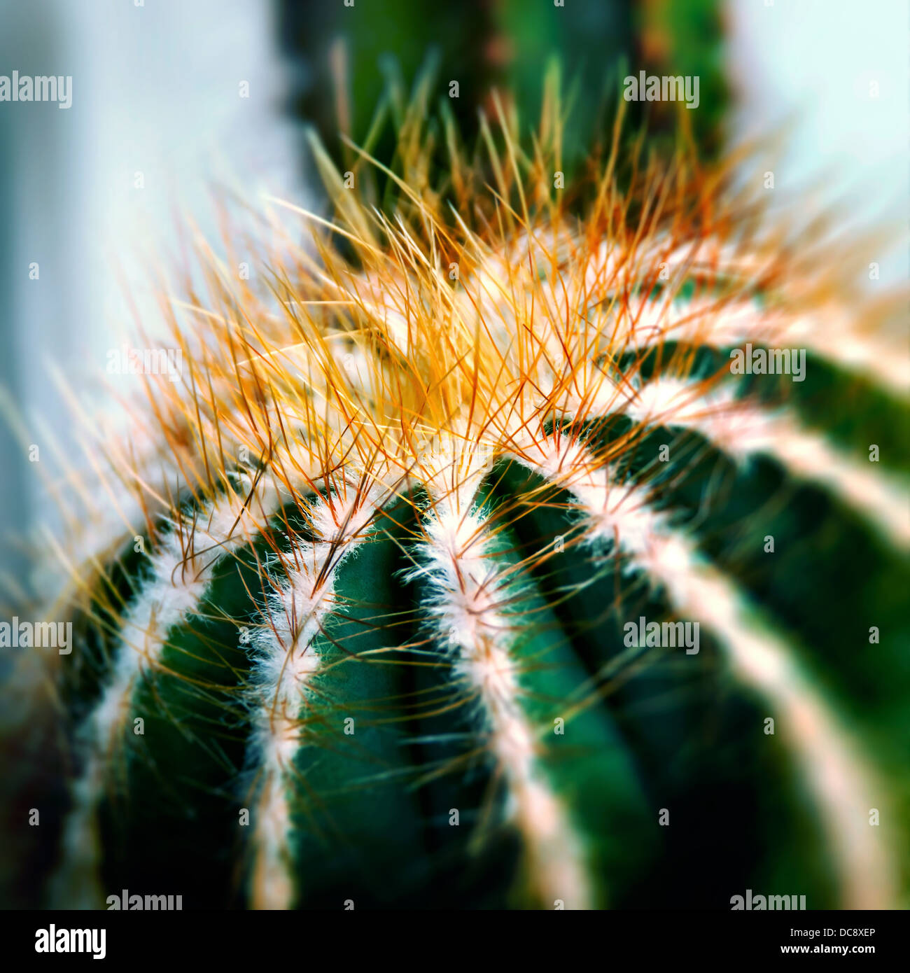 Cactus latin name hires stock photography and images Alamy
