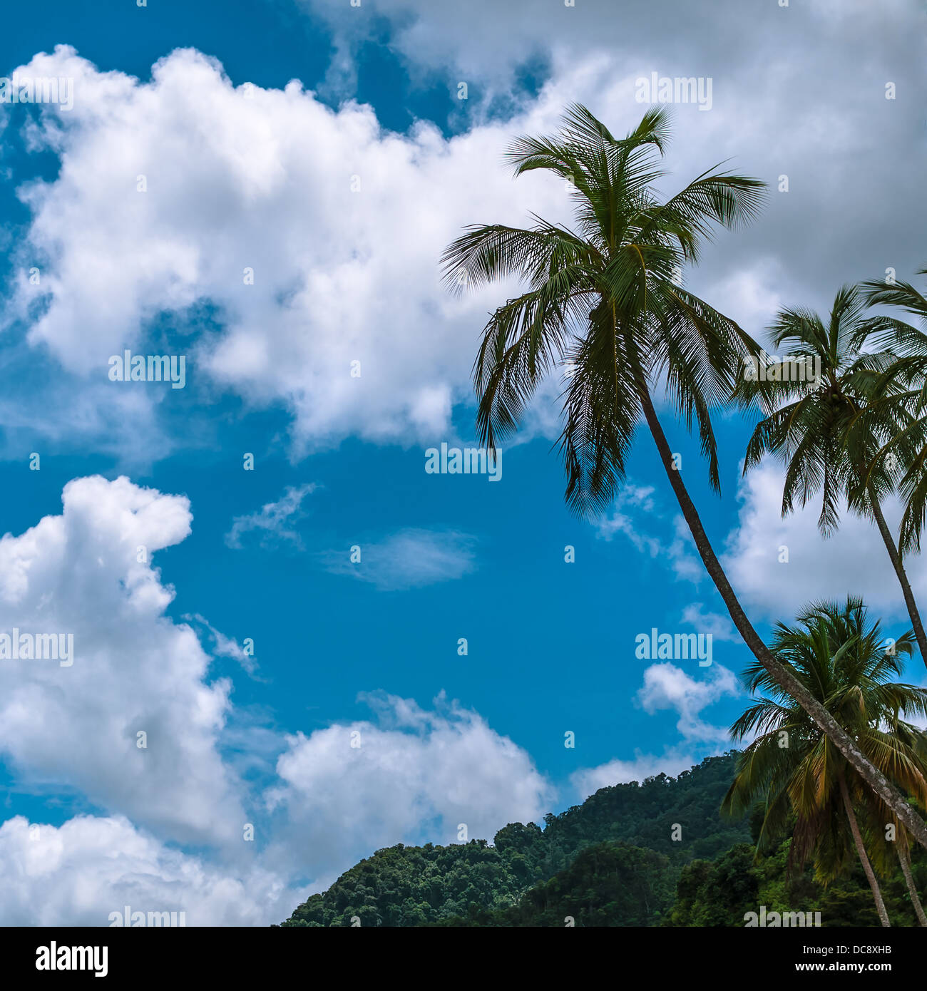 Tropical climate Palm tree clouds blue sky hill - Trinidad and Tobago Stock Photo